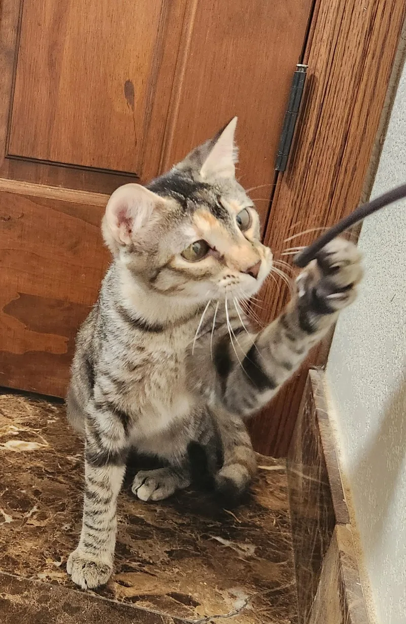A young medium-sized female Torbie Domestic Short Hair cat named Lilly for adoption in Oklahoma City, OK