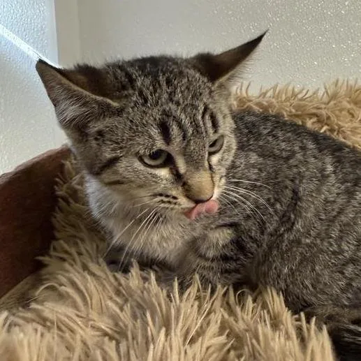 A baby small-sized female Black American Shorthair cat named Bunny for adoption in Mount Shasta, CA