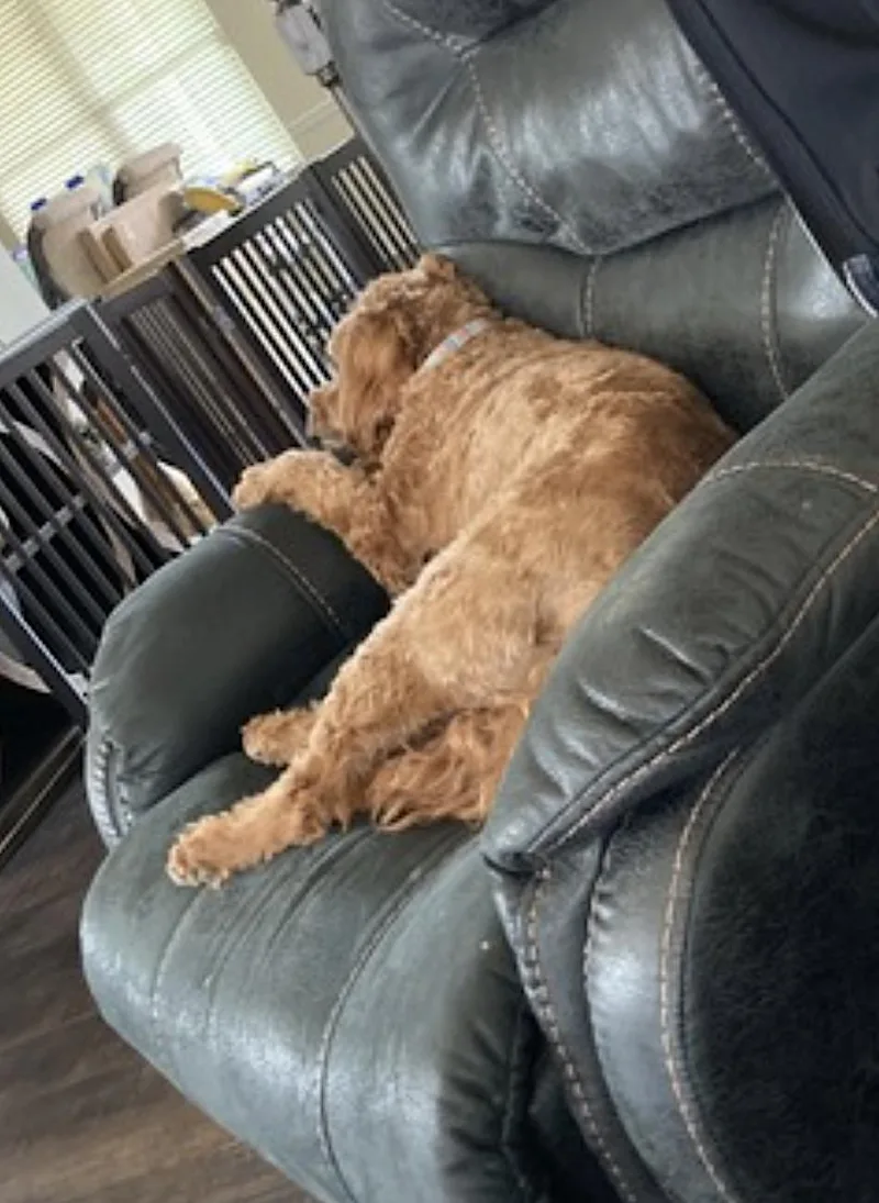 A senior medium-sized male Goldendoodle dog named Cedrik for adoption in Amherst, MA