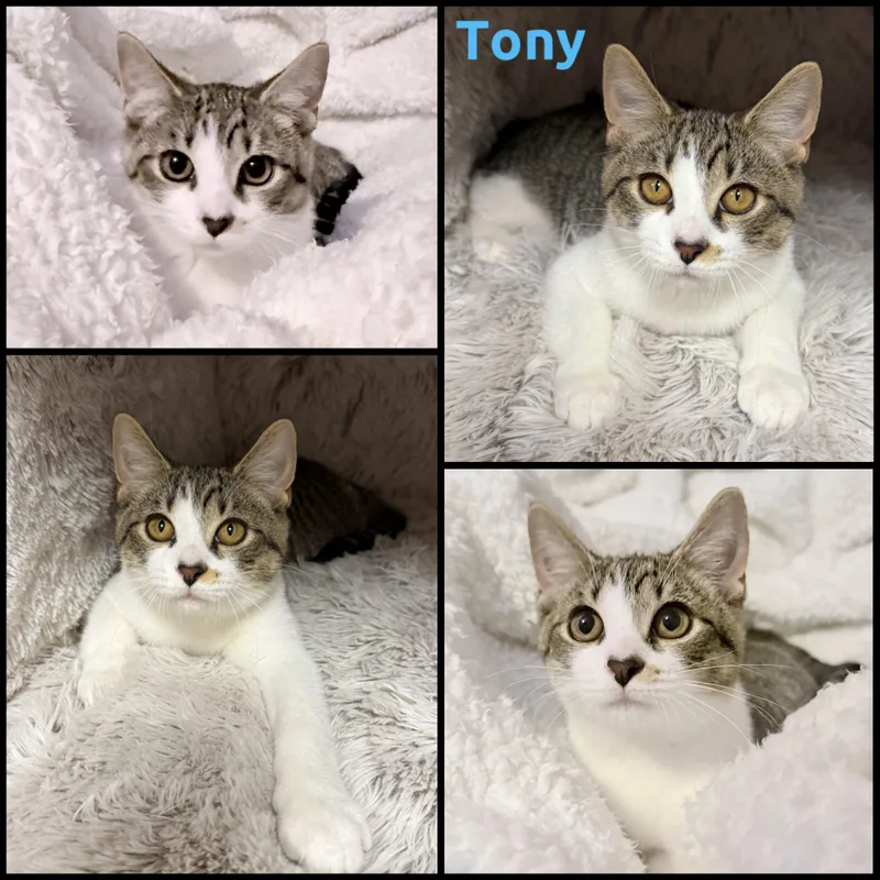 A baby small-sized male Domestic Short Hair cat named Tony for adoption in Louisville, KY