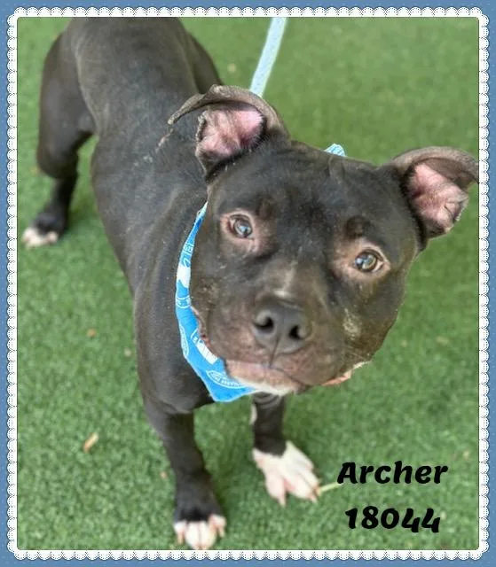 Archer thumbnail 2