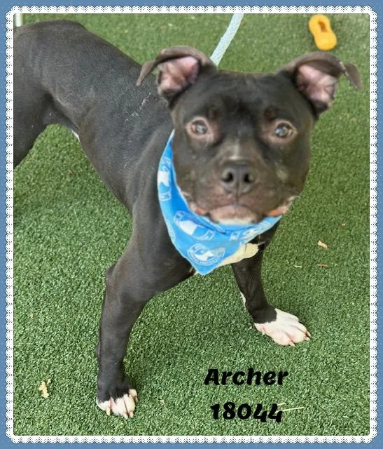 Archer thumbnail 4