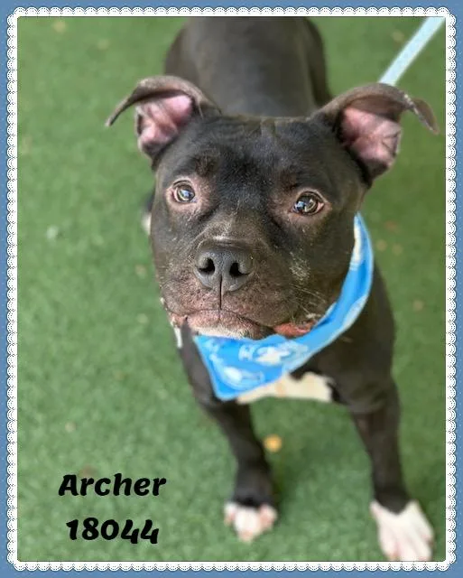Archer thumbnail 5
