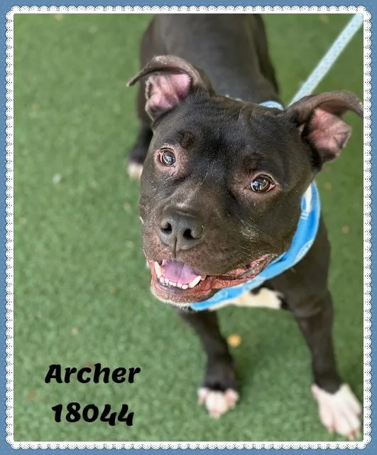 Archer thumbnail 6