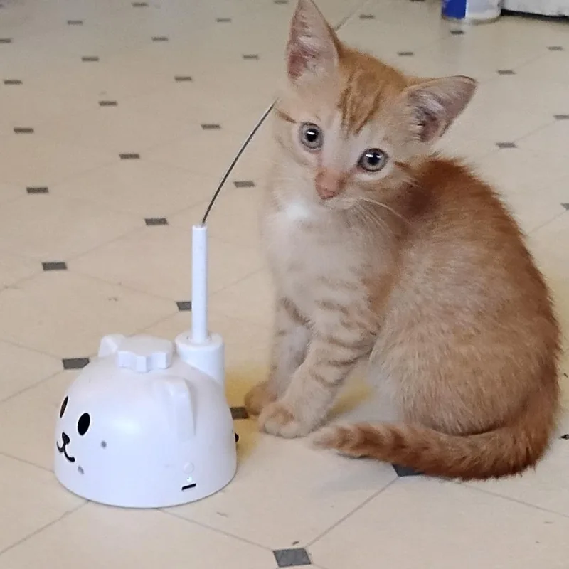 A baby small-sized male Orange / Red Domestic Short Hair cat named Julian for adoption in Greensboro, GA