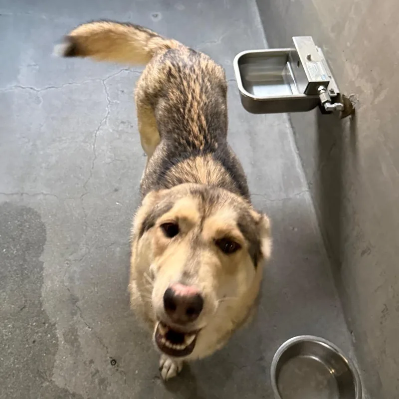 An adult medium-sized female Yellow / Tan / Blond / Fawn Siberian Husky dog named Farrah A for adoption in Mission Hills, CA
