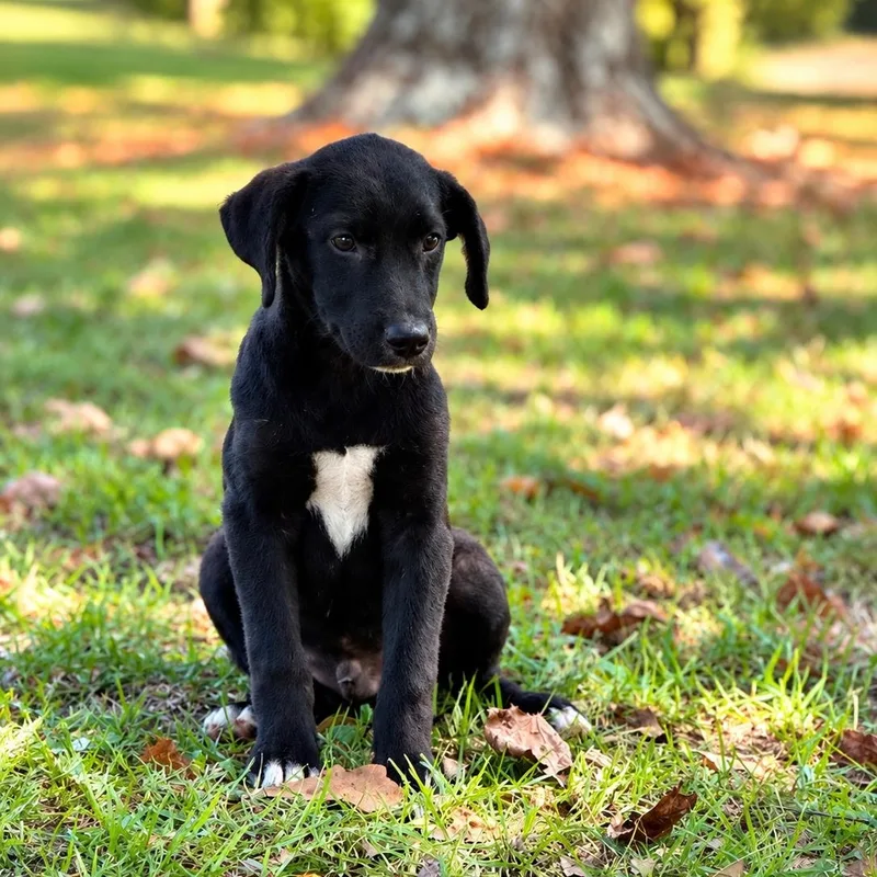 A young medium-sized male Black Labrador Retriever dog named Knox for adoption in Lucedale, MS