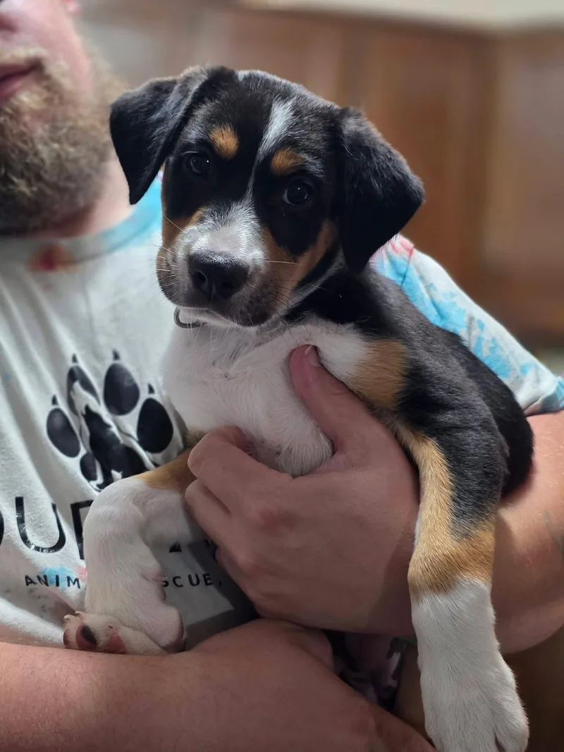 A baby large-sized female Australian Shepherd dog named Pippa for adoption in New London, WI