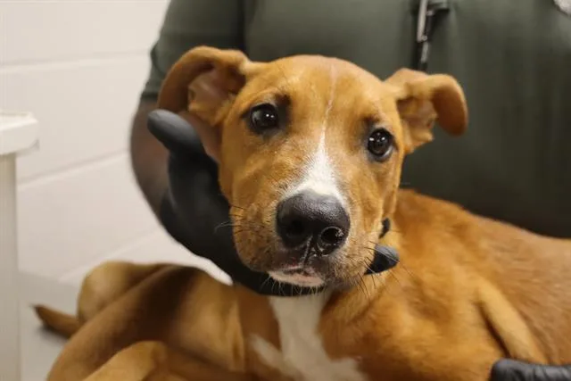 A young small-sized male Mixed Breed dog named Shury for adoption in Columbia, SC