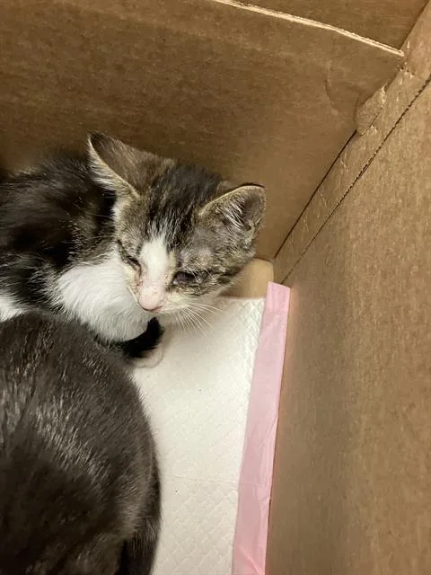 A baby small-sized female Domestic Short Hair cat named Loon for adoption in Long Beach, CA