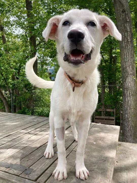 A baby medium-sized female White / Cream Labrador Retriever dog named Dipity for adoption in Elmsford, NY