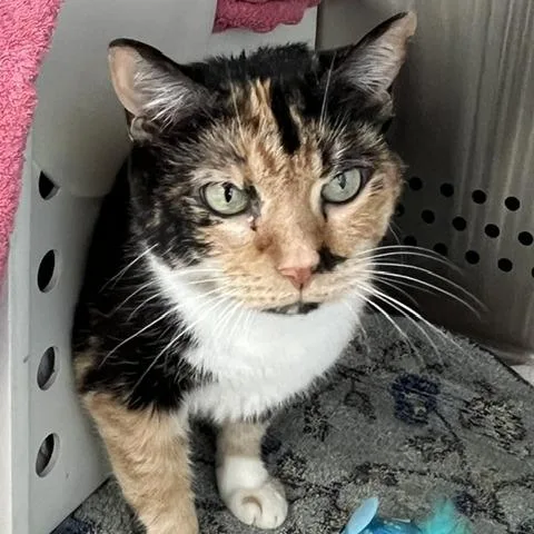 A senior large-sized female Calico Domestic Short Hair cat named Shwester for adoption in Baltimore, MD