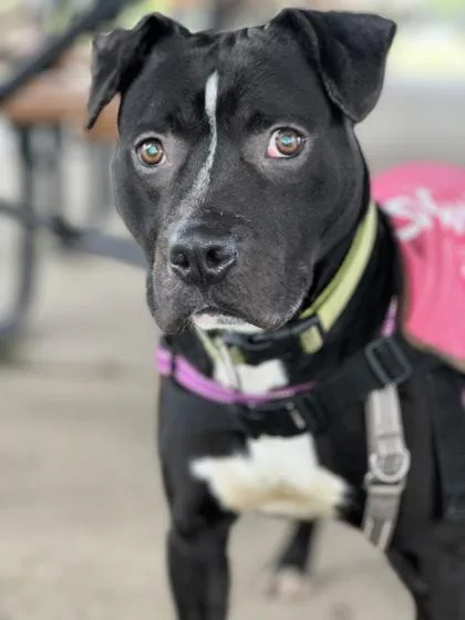 An adult medium-sized male Mixed Breed dog named Oreo for adoption in West Chester, PA