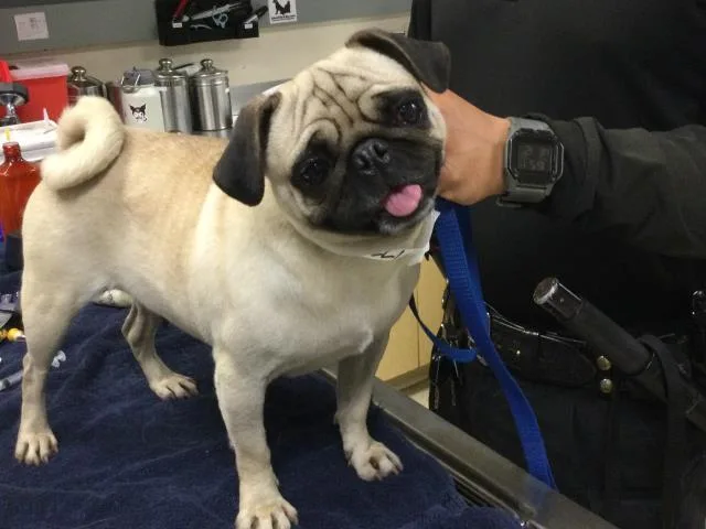 An adult small-sized female Pug dog named Mimi for adoption in Riverside, CA