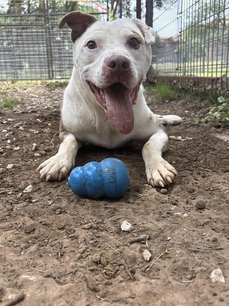 An adult medium-sized male Pit Bull Terrier dog named Max for adoption in New Rochelle, NY