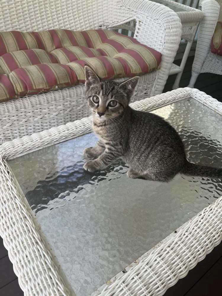 A baby small-sized female Domestic Short Hair cat named Rhubarb for adoption in Duxbury, MA