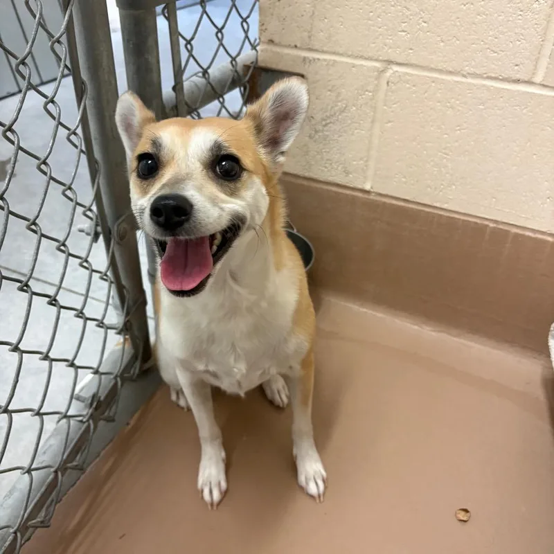 An adult small-sized female Yellow / Tan / Blond / Fawn Corgi dog named Mizzi for adoption in Reno, NV