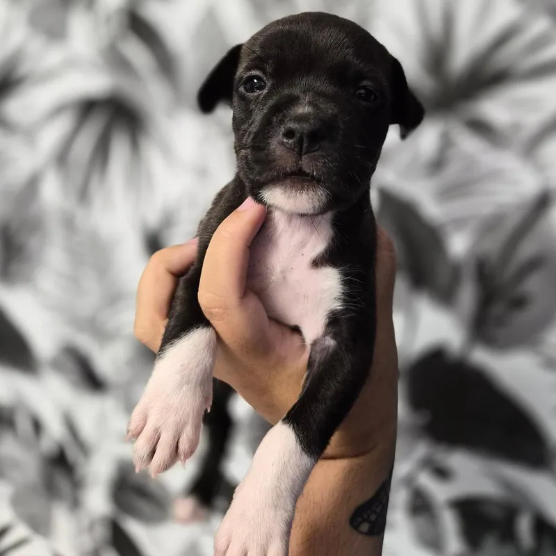 A baby medium-sized female Black Basset Hound dog named Diamond for adoption in Wahiawa, HI
