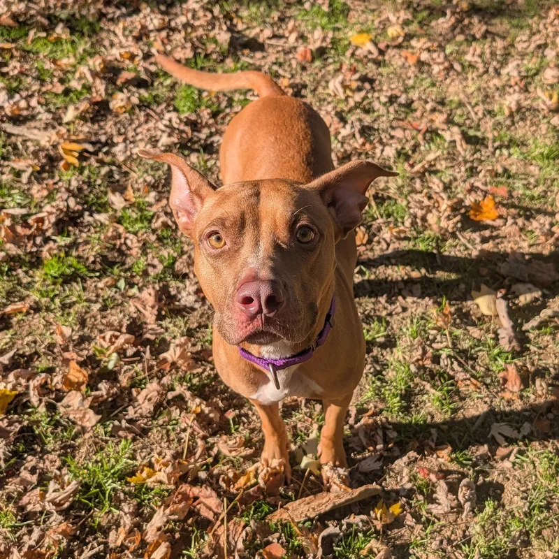 An adult medium-sized female Pit Bull Terrier dog named Coco for adoption in Reisterstown, MD