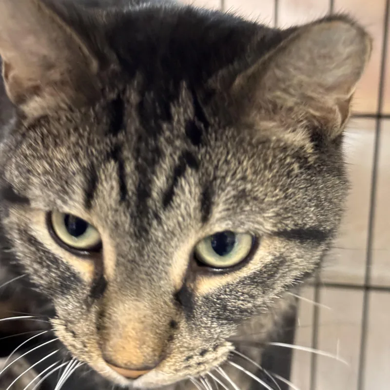 A young medium-sized male Tabby (Brown / Chocolate) Domestic Short Hair cat named Dream for adoption in Mokena, IL