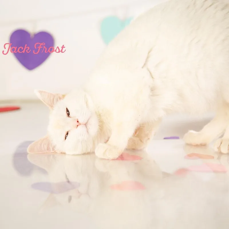 Jack Frost thumbnail 3