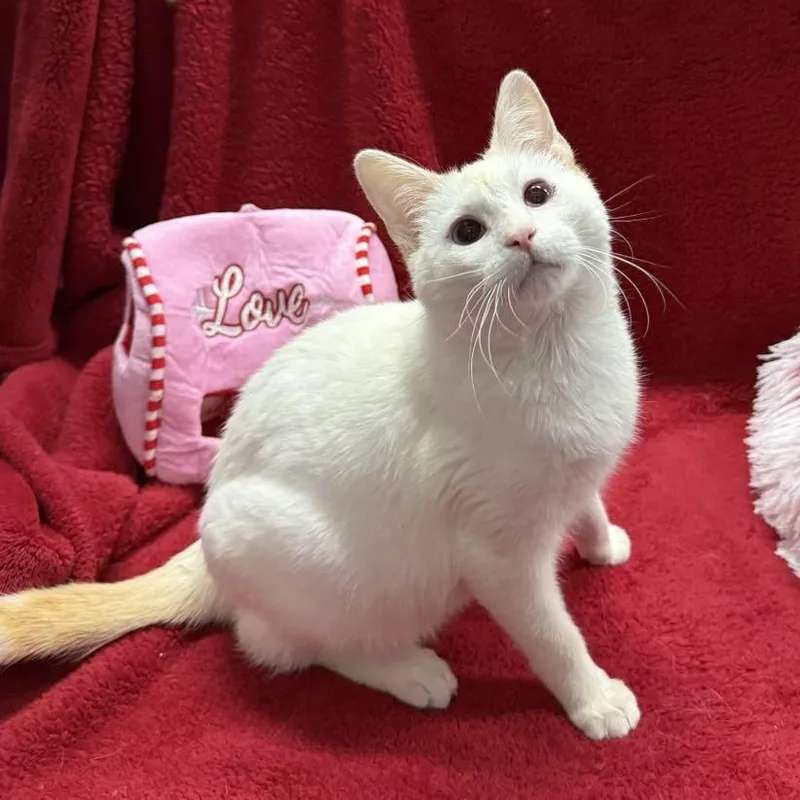 Jack Frost thumbnail 4