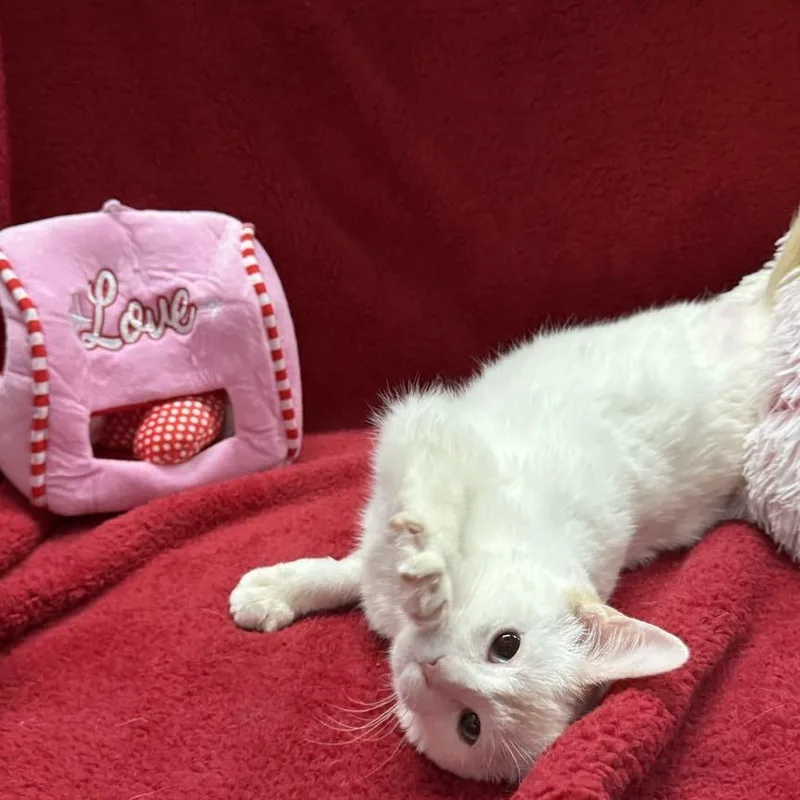 Jack Frost thumbnail 5