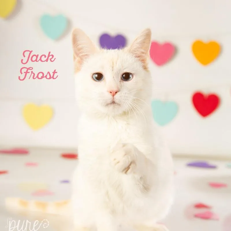 Jack Frost thumbnail 6