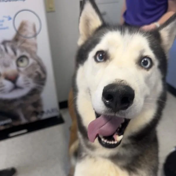 A senior medium-sized male Siberian Husky dog named Ace for adoption in Des Moines, IA