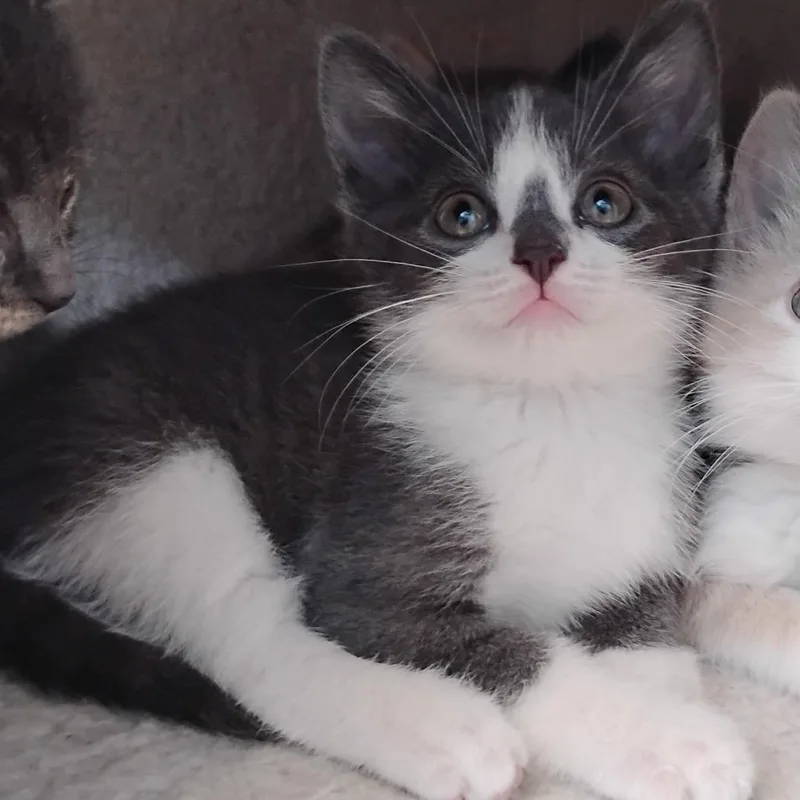 A baby small-sized male Gray / Blue / Silver Domestic Short Hair cat named Cody Rhodes for adoption in Winchester, TN