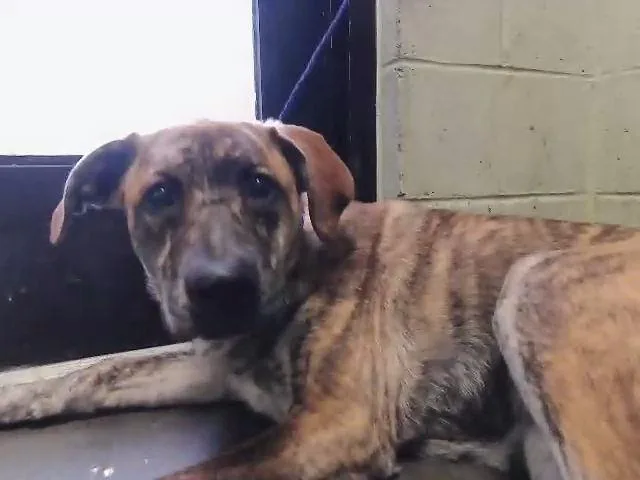 A young medium-sized female Saint Bernard dog named Penelope for adoption in Tulsa, OK