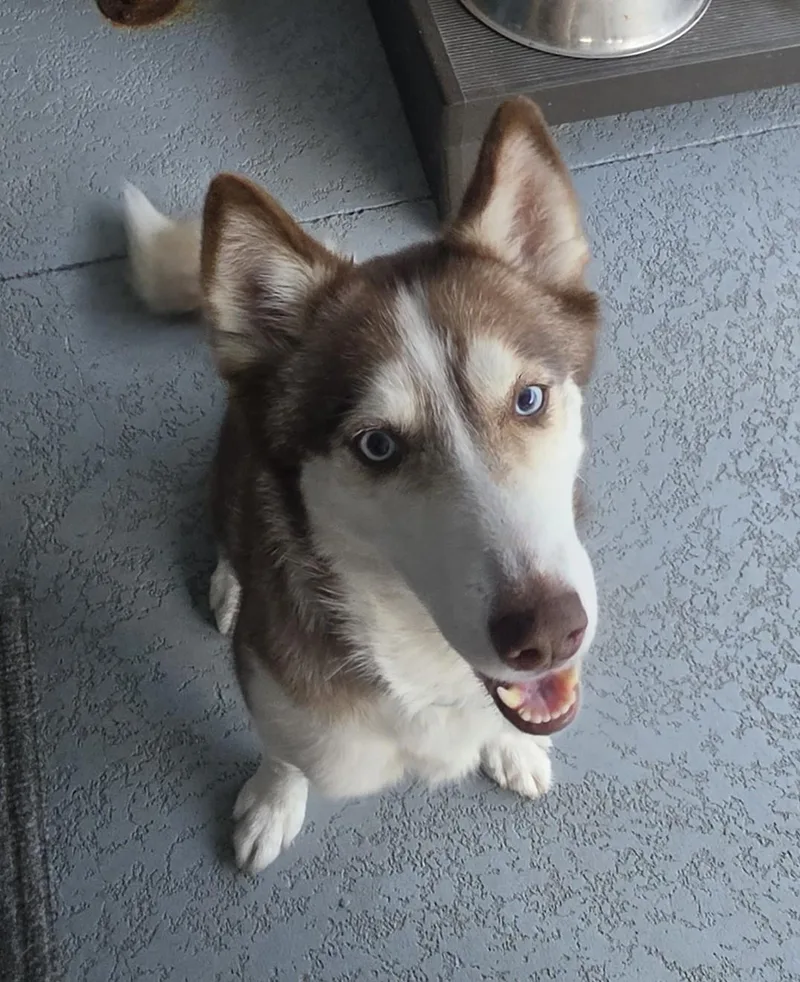 A young medium-sized female Brown / Chocolate Husky dog named Freya for adoption in Maitland, FL