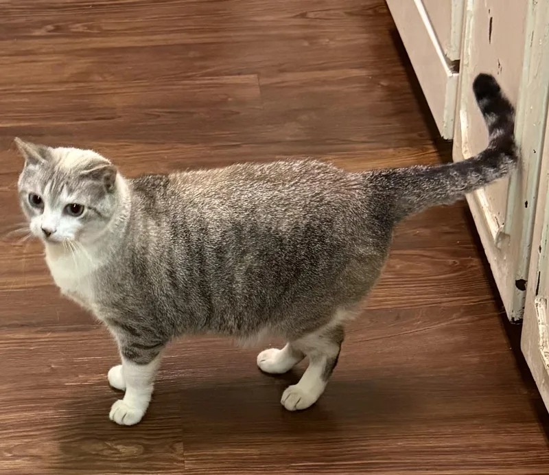 An adult medium-sized female American Shorthair cat named Lola for adoption in Mansfield, TX