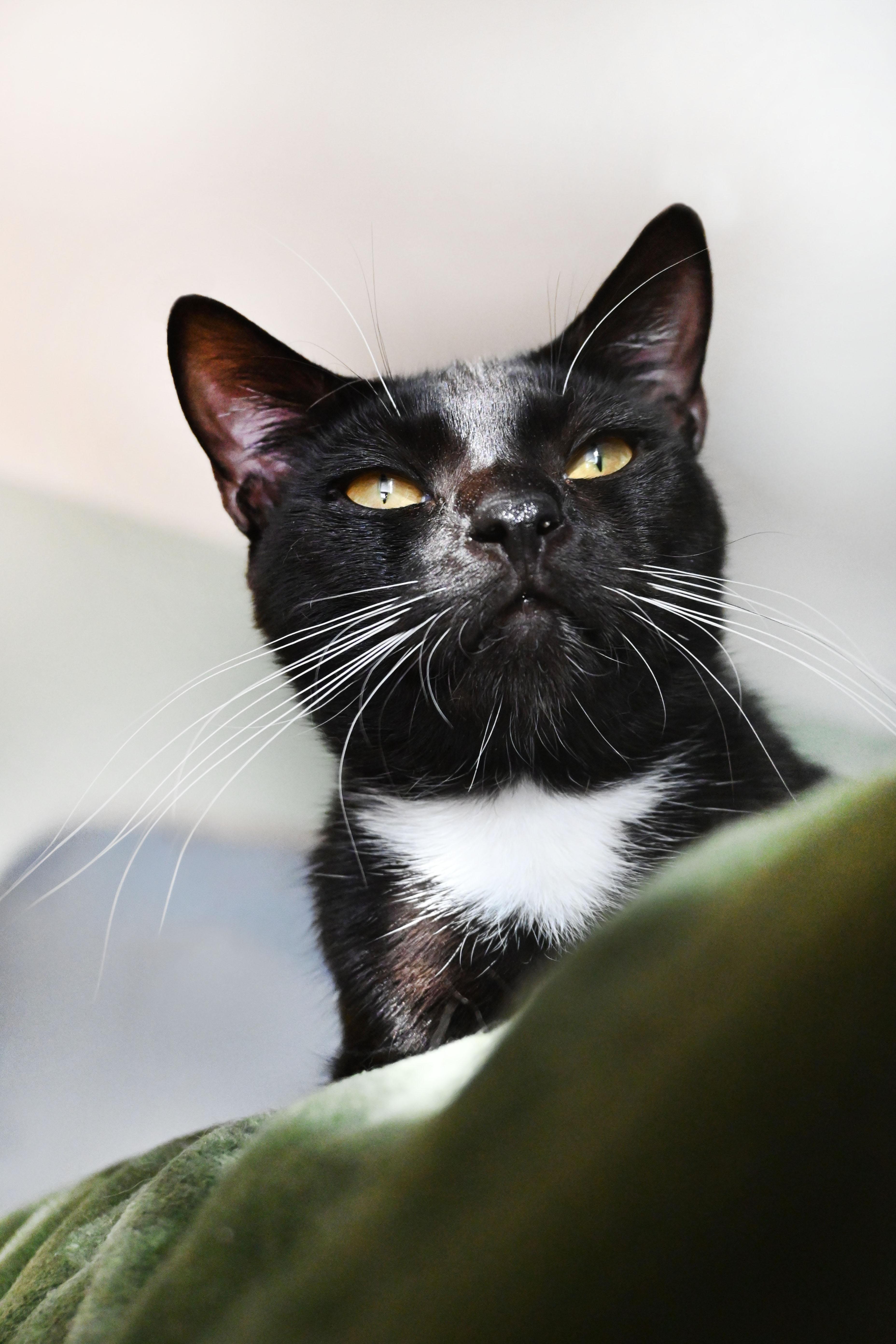 An adult medium-sized male American Shorthair cat named Rally for adoption in Orlando, FL