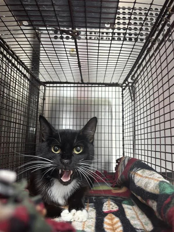 A young small-sized male Domestic Short Hair cat named Timothy Tomathy for adoption in Austin, TX