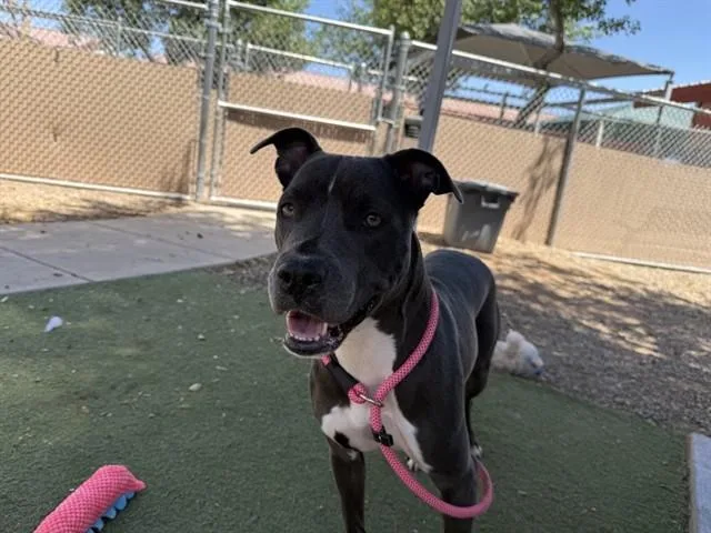 A young large-sized female Pit Bull Terrier dog named Mullberry for adoption in Phoenix, AZ