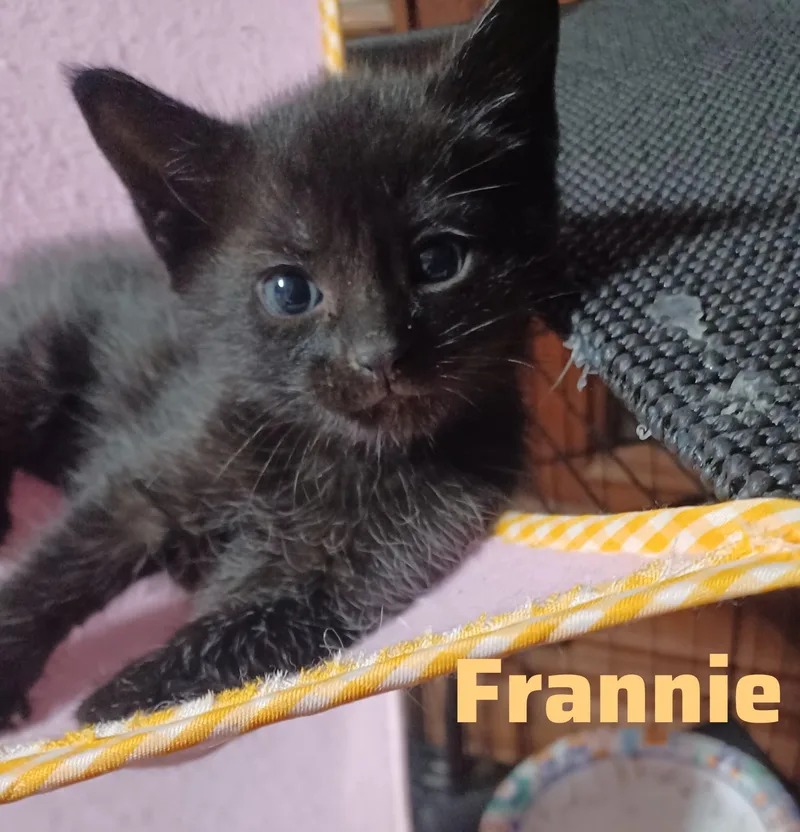 A baby small-sized female Black Domestic Short Hair cat named Frannie for adoption in Shrewsbury, MA