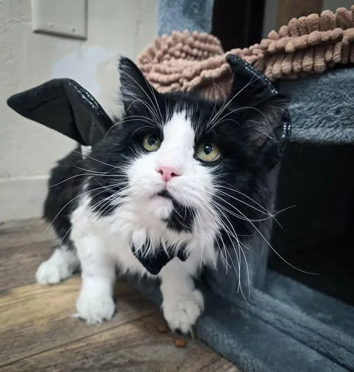 An adult large-sized male Black Domestic Long Hair cat named Rascal for adoption in Prineville, OR