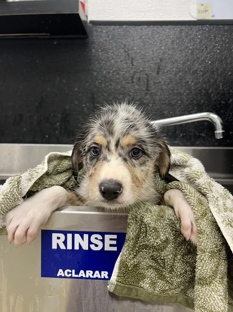A baby large-sized male White / Cream Australian Shepherd dog named Messi for adoption in Fort Collins, CO