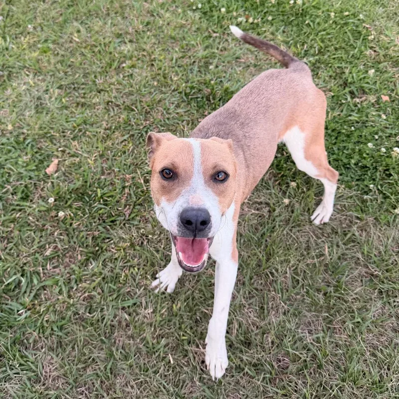 Frank Peppers thumbnail 4