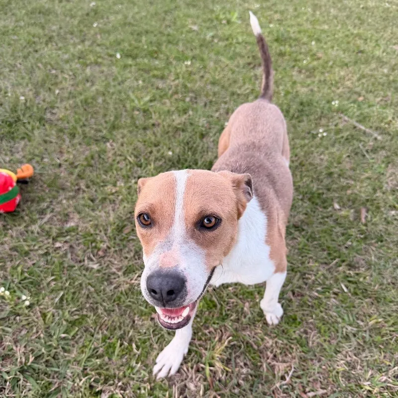 Frank Peppers thumbnail 5