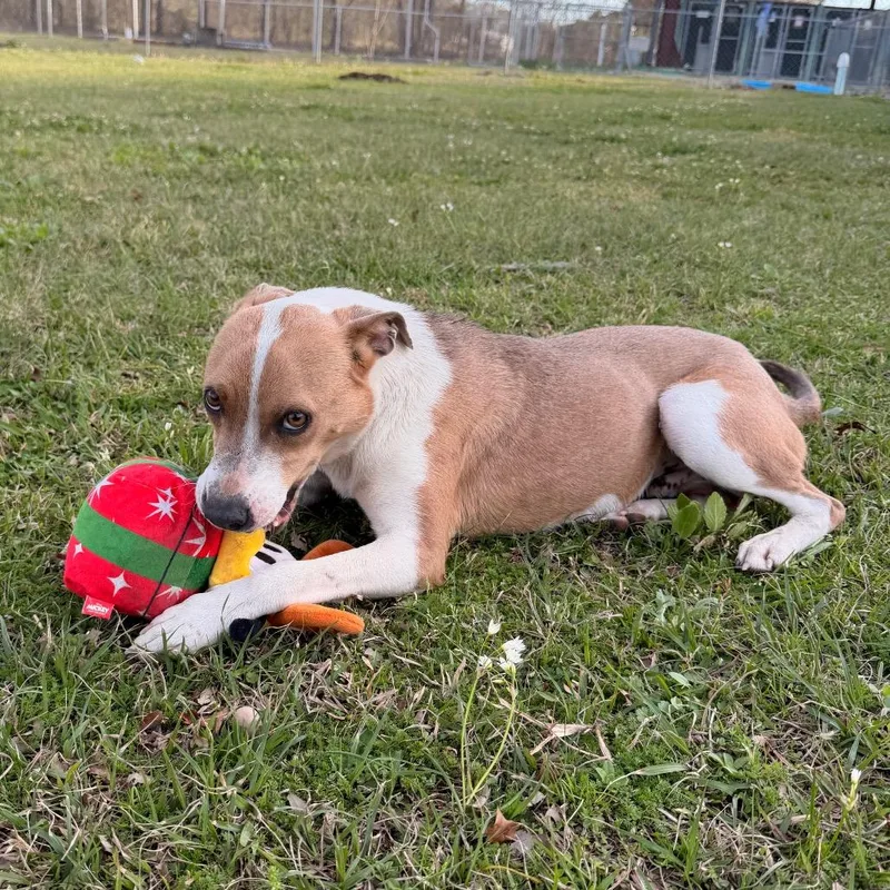 Frank Peppers thumbnail 6