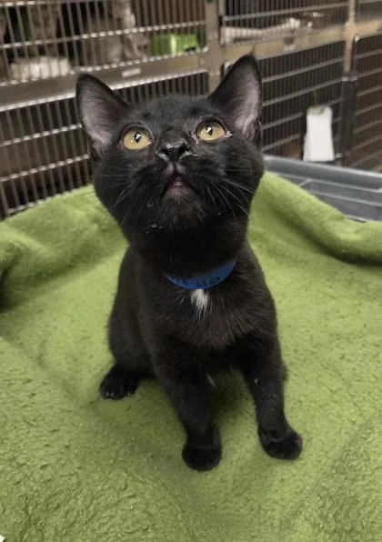 A baby medium-sized male Domestic Short Hair cat named Pastor for adoption in Westland, MI