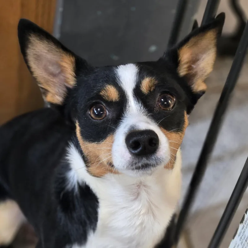 A young small-sized male Tricolor (Brown, Black, & White) Rat Terrier dog named Eddie for adoption in Normal, IL