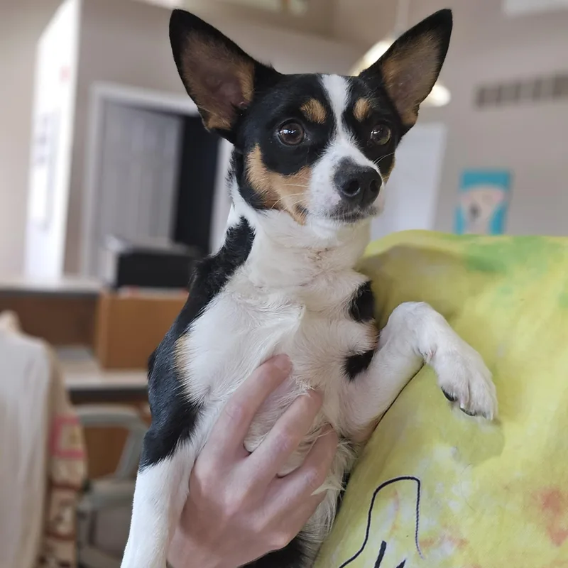 Eddie thumbnail 4