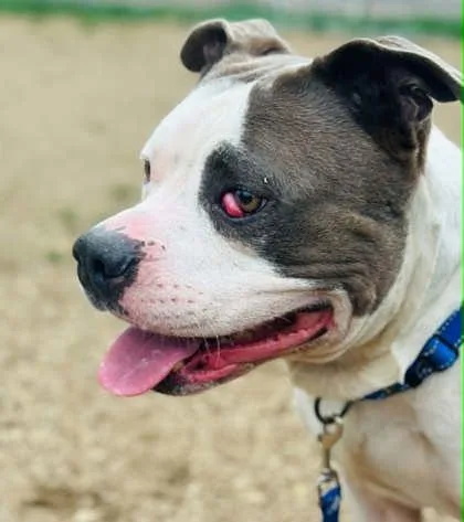 An adult large-sized male Mixed Breed dog named Hawthorn for adoption in West Chester, PA
