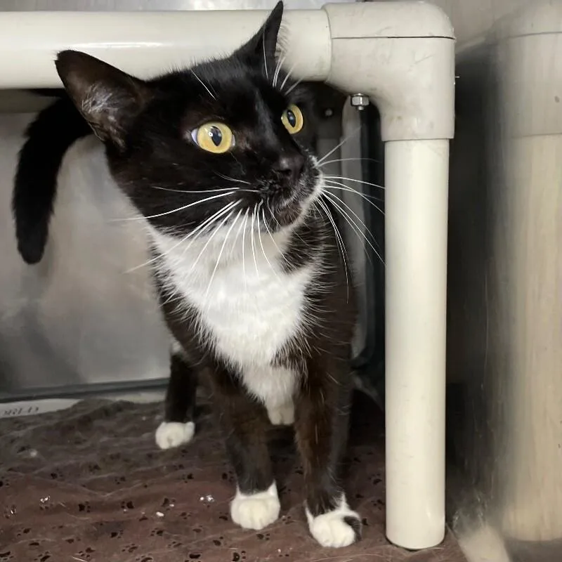 A senior medium-sized female Domestic Short Hair cat named Midnight for adoption in Roanoke, VA