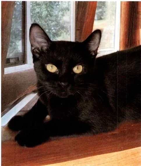An adult medium-sized female Black Domestic Short Hair cat named Jaggy for adoption in Anoka, MN