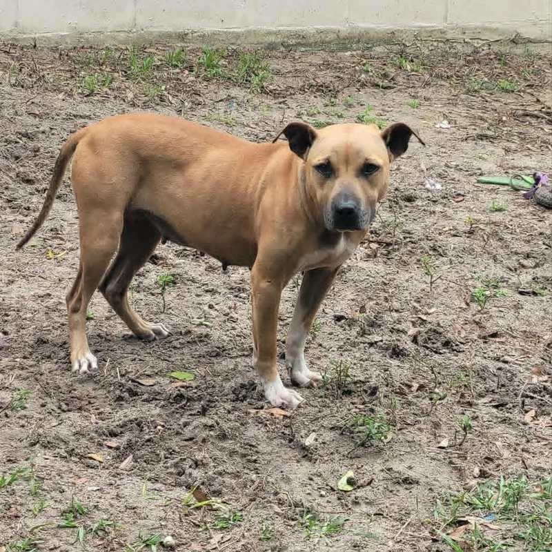 A young medium-sized female Golden Mixed Breed dog named Fiona for adoption in Umatilla, FL