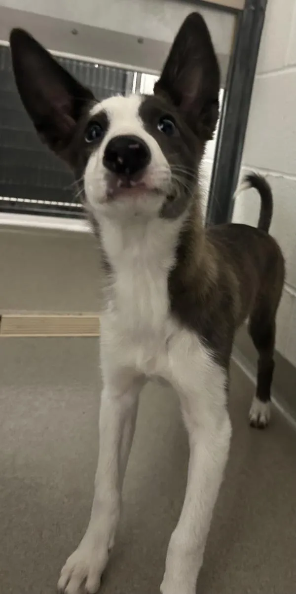 A baby small-sized male Australian Kelpie dog named Scottie for adoption in Salt Lake City, UT